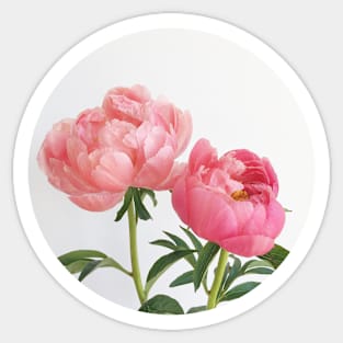 Peonies Sticker